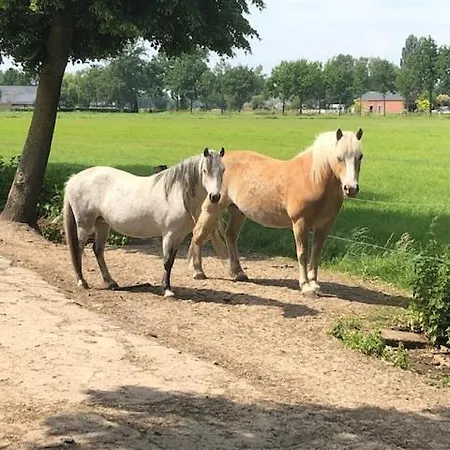 De Specht